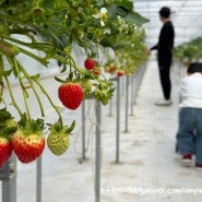 딸기따기 체험, 겨울에 갈만한곳:::일산 다인이네 딸기체험농장(내돈내고 체험)