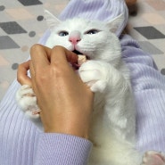 펫시밀 치킨트릿 리뷰 고양이간식으로 약 먹이는 방법 꿀팁