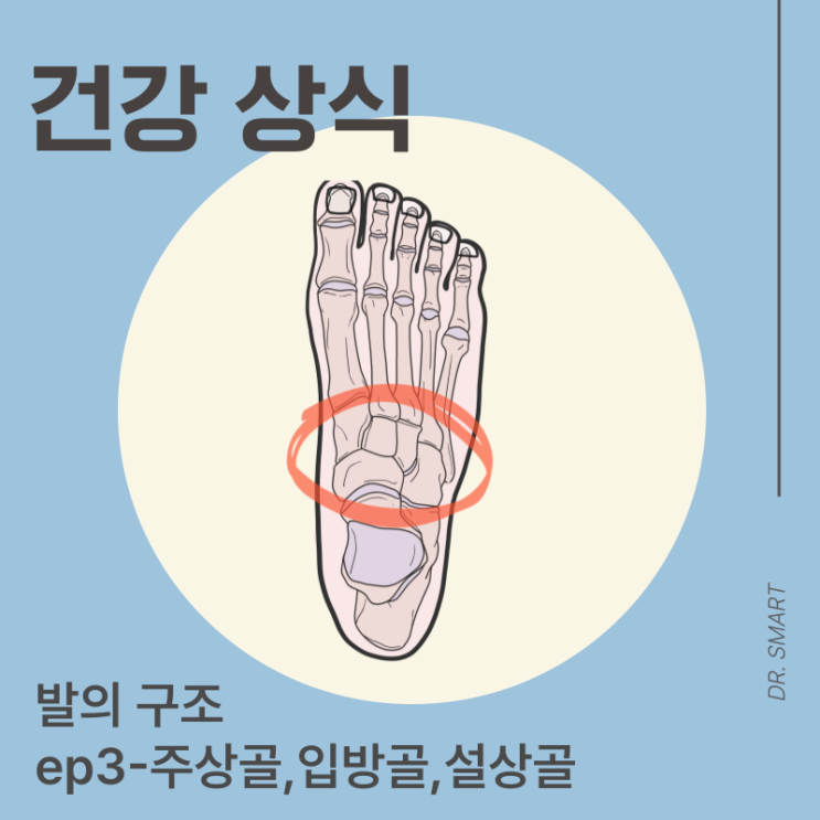 발의 구조를 알아야 통증이 보인다! 주상골,설상골,입방골 : 네이버 블로그