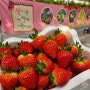 서울 근교 딸기체험 시식 가능한 경기도 광주 하늘애딸기농장