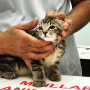 냥집사 정보- 고양이 필수 백신 접종 시기 및 내/외부 구충제, 심장사상충약 정보