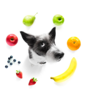 강아지 과일 안전한 과일 사과 바나나 수박 딸기 망고