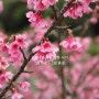 일본 지역별 벚꽃 개화 예상 시기는 어떻게 되나요?