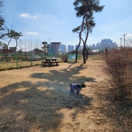 천안 강아지산책 도솔공원