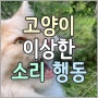 고양이 이상한 소리(채터링 헤드번팅 하울링 트릴링 우다다 그르릉 플레밍 등) 행동 의미와 뜻(ft.chewy)