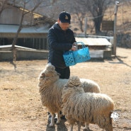 남해 양떼목장 양모리 학교와 독일마을 | 남해 여행 아이와 함께 가볼만한곳