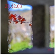후쿠오카 다자이후 텐만구 아직 가을 중! 매화 밭에서 이나리 신사까지의 모습 23.12.08/ 23.11.05/사루마와시, 국화축제