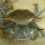 연갑게(soft-shell crab)의 가치