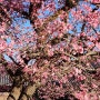 봄을 부르고 있는 통도사홍매화