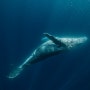 일본 오키나와 혹등고래 스노클링 투어🐋 (+추라우미 수족관, 케마라제도 스쿠버 다이빙, 만자모, 오키나와 서핑)