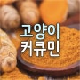 고양이 강아지(개)와 강황. 커큐민 효능과 주의사항 Curcumin for Cats(항암 종양 보조제 면역력 영양제)