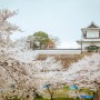 가나자와 여행 : 겐로쿠엔 정원, 4월 벚꽃