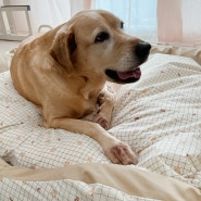 강아지 방석 만들기 대형견이 꿀잠자는 침대 제작 방법