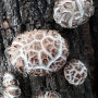 표고버섯-표고버섯원목
