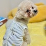 강아지옷 사이트 애견의류 쇼핑 예삐와코코 오가닉 티셔츠