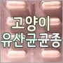 고양이와 유산균. 스트레인과 유산균 유래. 고양이에게 좋은 도움되는 균종