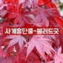 🍁24년 대성농원 접목홍단풍나무_사계홍단풍(블러드굿) 입고🍁