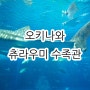 오키나와 여행의 꽃 츄라우미 수족관 고래상어 보고 가세요