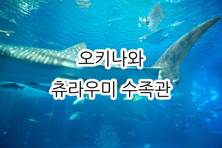 오키나와 여행의 꽃 츄라우미 수족관 고래상어 보고 가세요