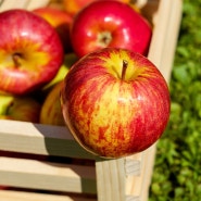 과일은 도대체 언제 먹어야 하나? 식전 vs 식후 혈당비교
