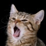 [고양이 정보] 고양이 입냄새 관리법!