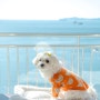 경남 사천 애견동반 숙소 : 사천 남일대리조트 페텔 앱, 애견동반조식 마샹스 강아지랑 바다 여행!