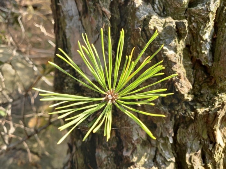 Pinus 리기다소나무 : 네이버 블로그