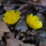 변산바람꽃과 복수초