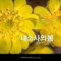 내소사 복수초 봄꽃 여행, 전북 부안 가볼만한곳