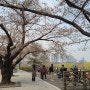 벚꽃 명소 서울 가볼만한곳 여의도윤중로 벚꽃축제 석촌호수