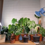 식물등 스탠드 추천 마녀박스 식물성장조명 LED식물등