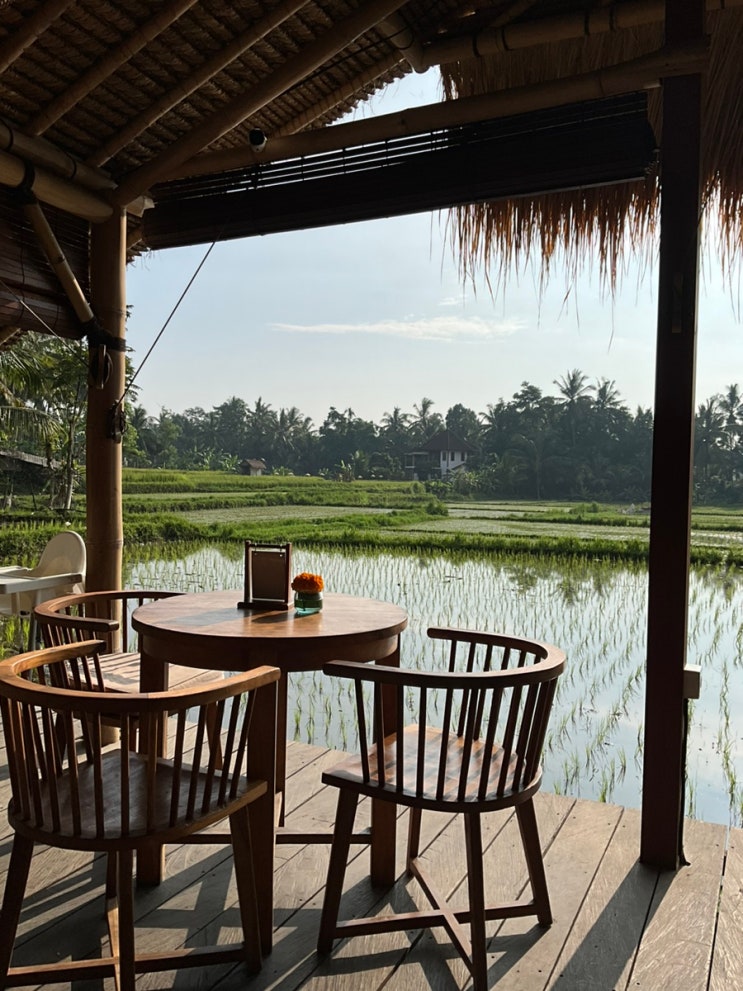 2024-02 우붓 혼자 여행 3일차 (sari organic walk, 논뷰카페pokako, Kopi Pangeran Ubud ...