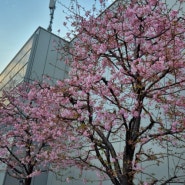 도쿄 시부야 스냅사진, 우설, 네기시, 메가돈키호테, 긴자 벚꽃구경.도버스트리트마켓.긴자식스