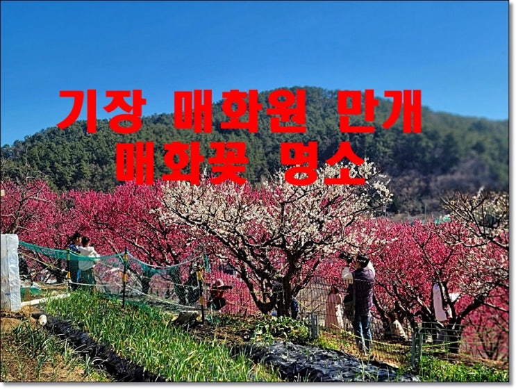 기장 매화원 매화 만개/일제히 봄꽃에 화답하다/부산 기장 매화...