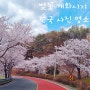 벚꽃개화시기 서울 경주 제주 전국 명소 축제
