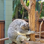 호주 최대 규모 동물원 Australia Zoo_브리즈번 가볼 만한 곳