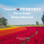 태국콘캔여행 꽃밭이아름다운 꽃밭카페추천 Plai na flower ปลายนา ฟลาวเวอร์