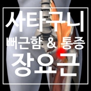 사타구니(서혜부, Inguinal pain) 뻐근 & 통증 원인 : 장요근(엉덩허리근)