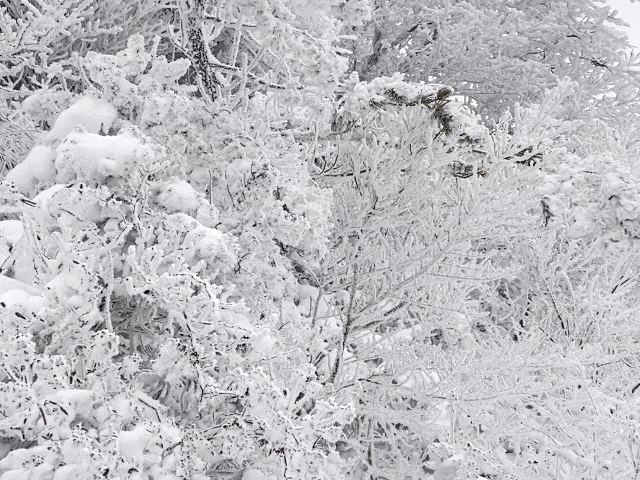 제주설경 한라산 1100고지 멋진 눈꽃 설경