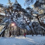 겨울 솔숲