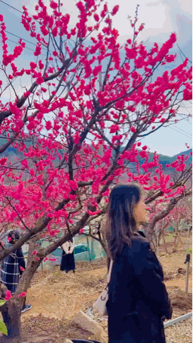 부산 2월 꽃 구경 가볼만한곳 여행 기장 매화원 개방 시간