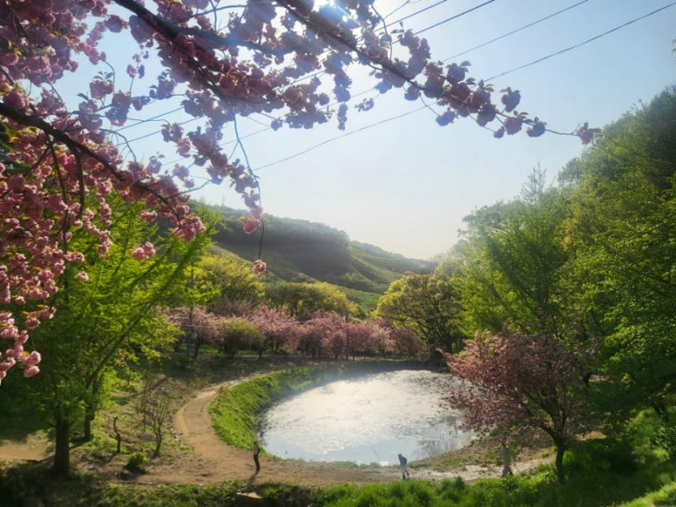 충남 아산, 서산, 태안 봄꽃 여행지 - 서산유기방가옥, 태안...