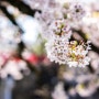 [일본 여행] 타카야마 벚꽃 스냅 사진