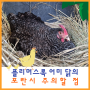 플리머스록 어미 닭의 포란 시 주의할 점