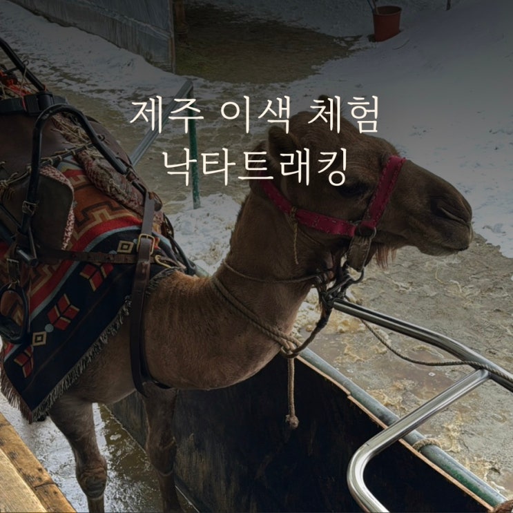 제주 낙타트래킹 | 제주도 여행 이색 체험!