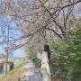 2024 벚꽃 개화시기 국내 명소 전국 축제