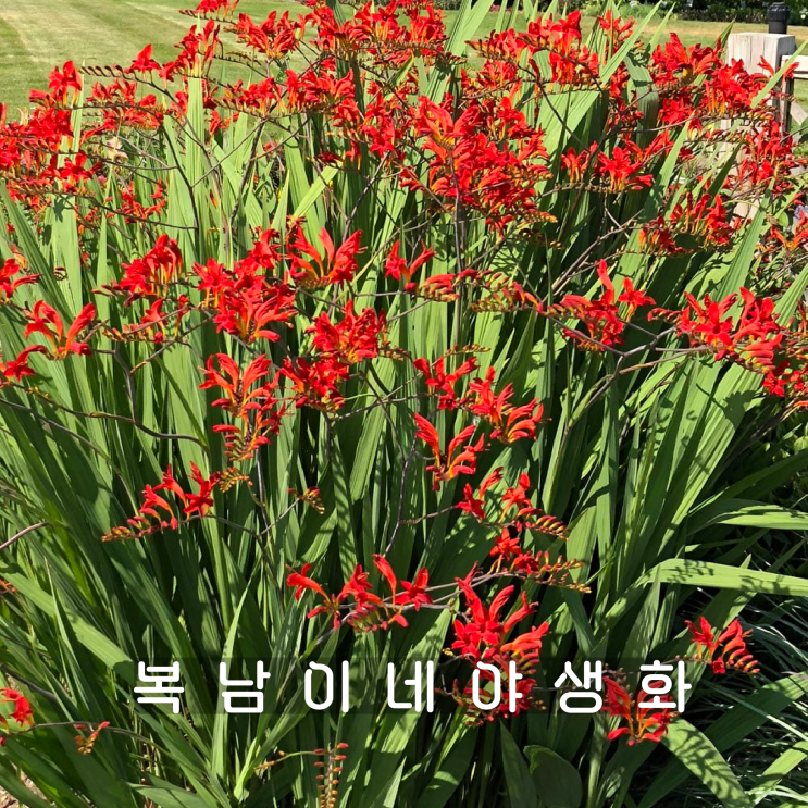 품절 [크로코스미아 루시퍼 구근] :: 복남이네야생화 :: crocosmia lucifer bulbs : 네이버 블로그
