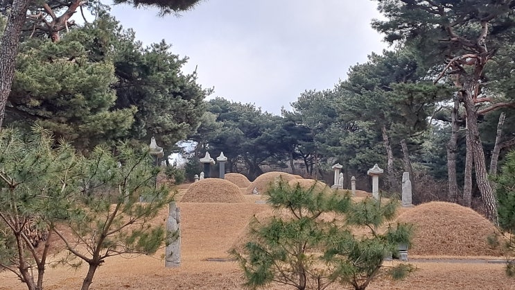 음애 이자(陰崖 李耔) 묘-경기 용인 : 네이버 블로그
