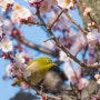 교토, 오사카, 고베 여행 정보｜2,3월 다시 갈 오사카, 교토, 고베 여행은 봄 꽃놀이 명소 산책하기
