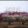부산 기장 매화원 홍매화 꽃구경 명소 개화상황 개방날짜